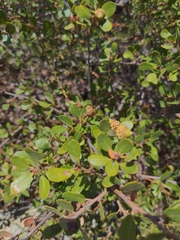 Quercus pacifica