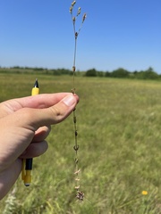 Hypericum gymnanthum