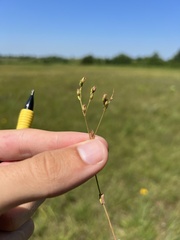 Hypericum gymnanthum