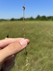 Hypericum gymnanthum