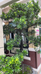 Podocarpus macrophyllus