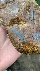 Notocomplana chierchiae