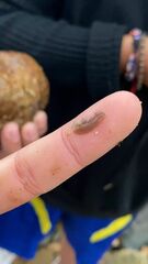 Notocomplana chierchiae