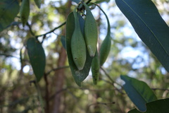 Apiomorpha pedunculata