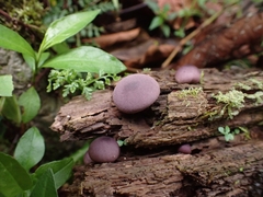 Lycoperdon fuligineum