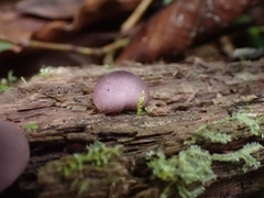 Lycoperdon fuligineum