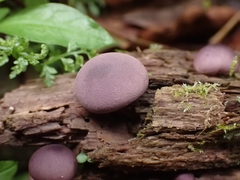 Lycoperdon fuligineum