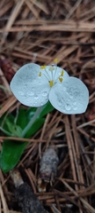 Weldenia candida