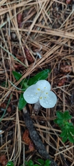 Weldenia candida