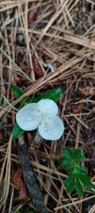Weldenia candida