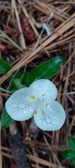 Weldenia candida