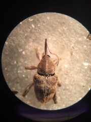 Curculio venosus