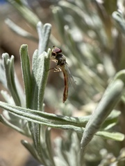 Hypocritanus lemur