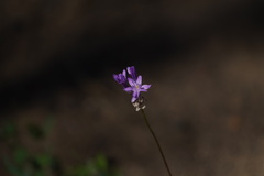 Dichelostemma multiflorum