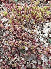 Portulaca halimoides