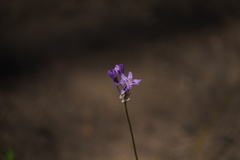 Dichelostemma multiflorum