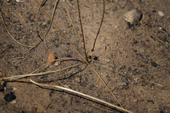 Dichelostemma multiflorum