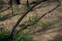 Dichelostemma multiflorum