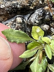 Primula egaliksensis