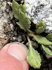 Primula egaliksensis