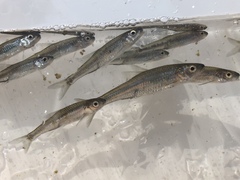 Notropis volucellus