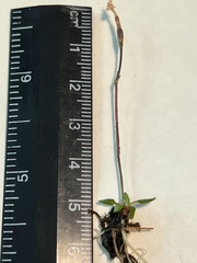 Primula egaliksensis