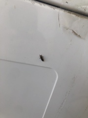 Homalodisca vitripennis