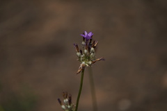 Dichelostemma multiflorum