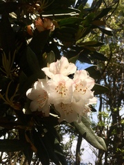 Rhododendron formosanum