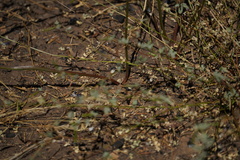 Dichelostemma multiflorum