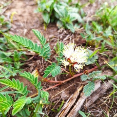 Calliandra humilis