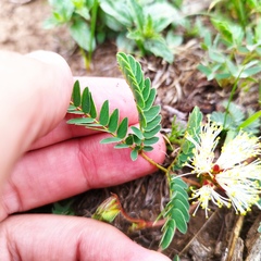 Calliandra humilis