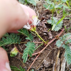 Calliandra humilis