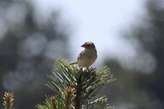 Ammodramus savannarum pratensis