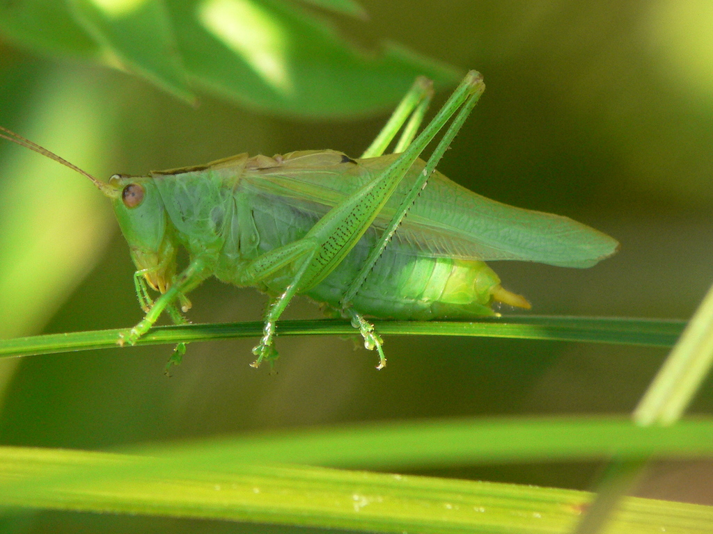 Gladiator Meadow Katydid