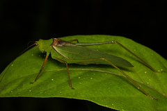 Psyrana ryukyuensis
