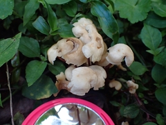 Marasmius cohaerens lachnophyllus