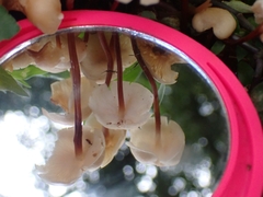 Marasmius cohaerens lachnophyllus