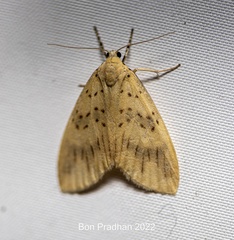 Barsura nubifascia