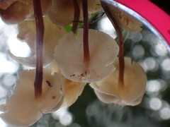 Marasmius cohaerens lachnophyllus