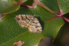 Epirrhoe plebeculata