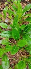 Packera toluccana