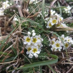 Euploca foliosissima