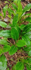 Packera toluccana