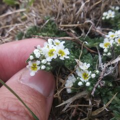 Euploca foliosissima