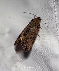 Noctuidae