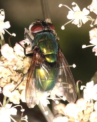 Lucilia ampullacea