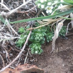 Euploca foliosissima