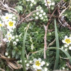 Euploca foliosissima