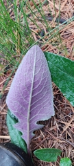 Packera toluccana
